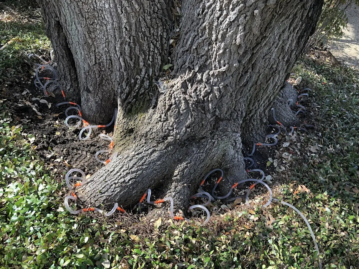 Detailed Tree Cabling and Bracing job site in Gallatin Gateway