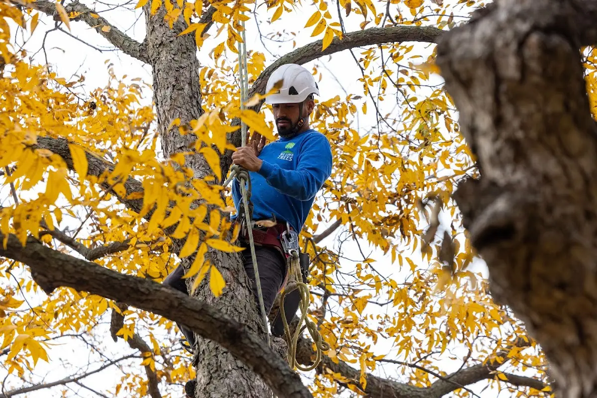 Skilled Tree Trimming crew working in Gallatin Gateway
