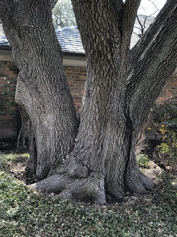 Mature heritage tree close to a Gallatin Gateway property cared for by certified arborists